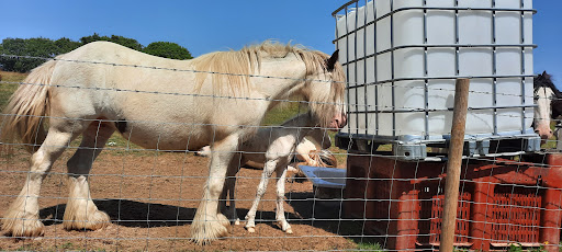 Tylcha-Fach Farm