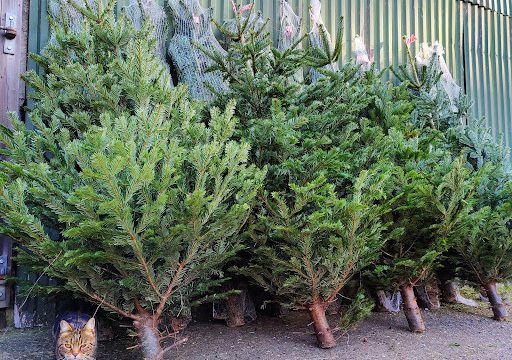 Honnington Farm Christmas Trees