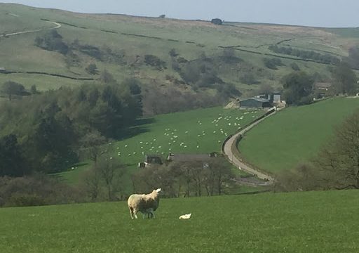 Blaze Farm & The Potty Sheep