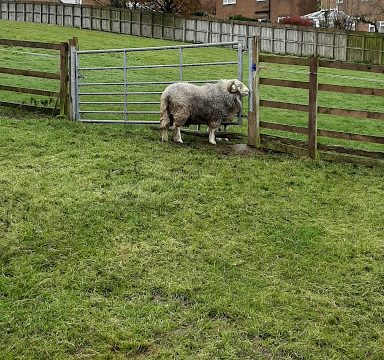 Sunnyside Farm