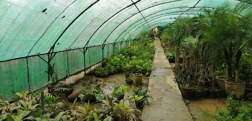 Evergreen Nursery Farm