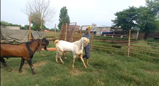 Alnafay Goat Farm  Islamabad