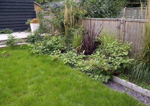 Elcot Environmental Japanese Knotweed Specialists