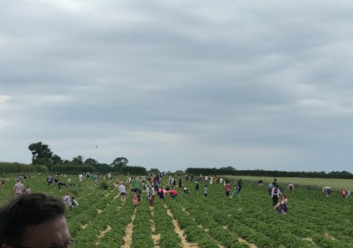 Claremont farm fruit picking