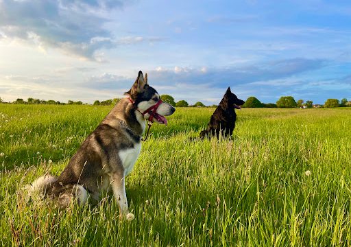 TPMS Animal Feeds