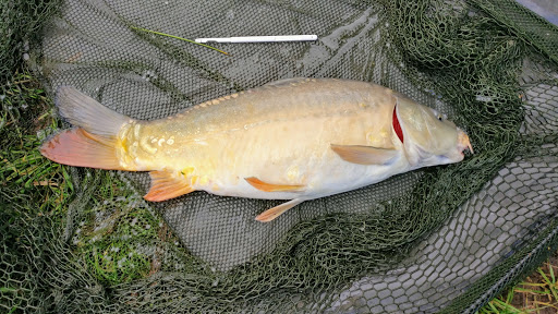 Claremont Farm fishery