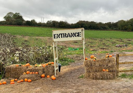 Compton Down Pumpkin Patch & Farm Shop