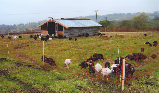 Stanacre Poultry Co. Ltd.