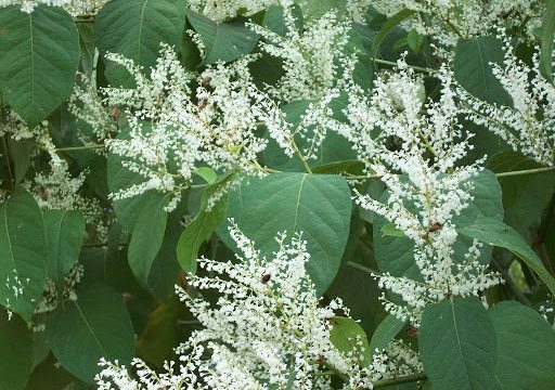 Japanese Knotweed Specialists