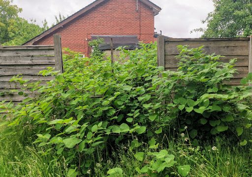 Inspectas Land Remediation LTD – Japanese Knotweed Specialists