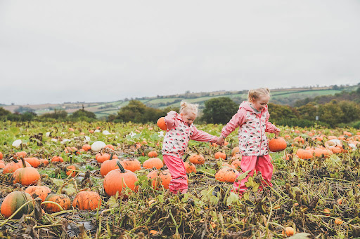 Devon Pumpkin Picking Paignton