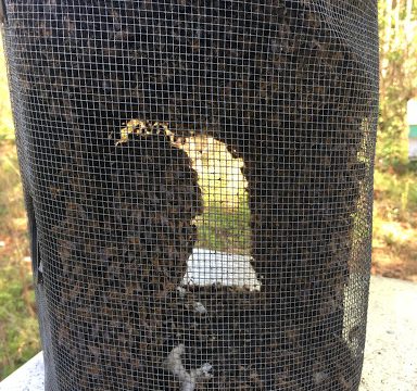 CC Honey Bee Removal