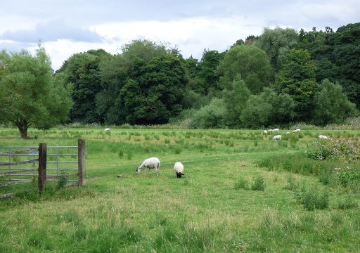 Wolverley Meadows