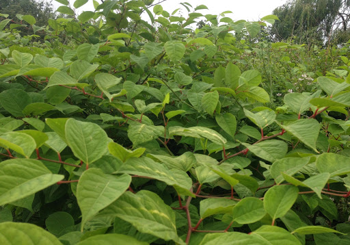 Savage Gardens – Japanese Knotweed removal