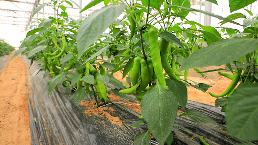 Fresh Energy greenhouse