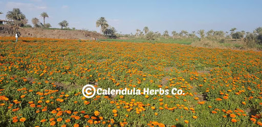 Calendula Herbs Co.