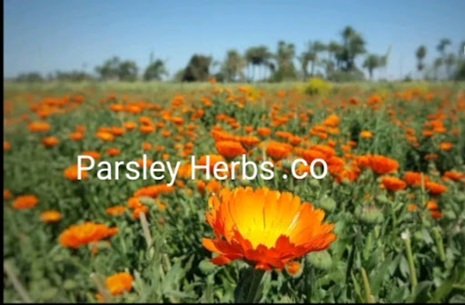 Parsley Herbs