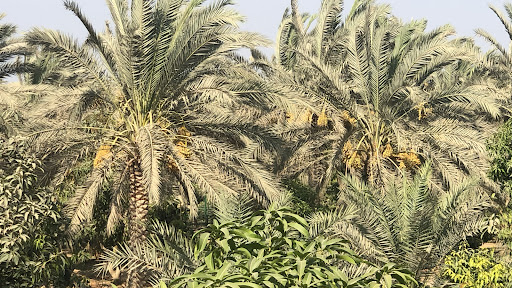 EGYPT GARDEN FOR EXPORT AND SUPPLIES