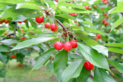 Suzuki cherry picking farm